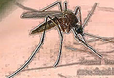 על יתושים, מניעה וטיפול בעקיצות בדרך הטבעית