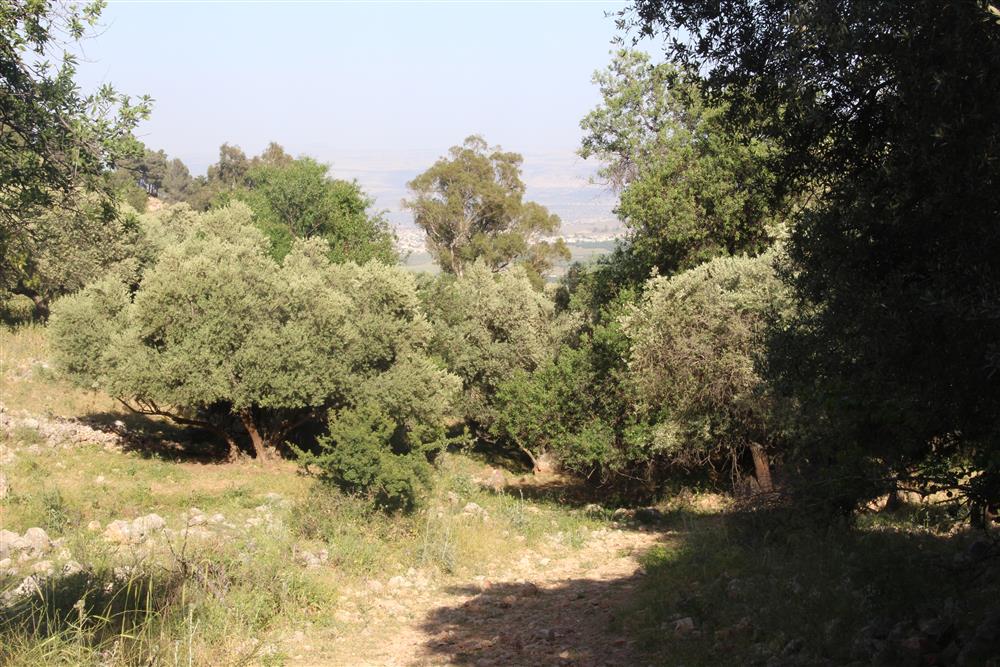 ירושלמי- בורות לעומת עצים ביישוב הארץ
